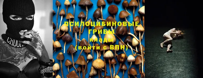 Галлюциногенные грибы Psilocybe  Струнино 